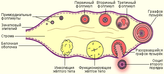 Схема яичника у женщины и овулярный цикл