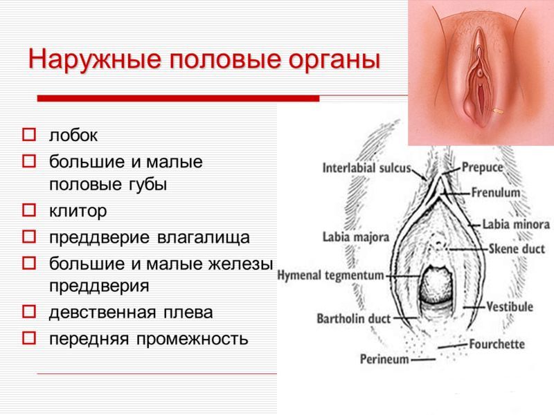 Видео Знакомство Со Строением Женских Половых Органов